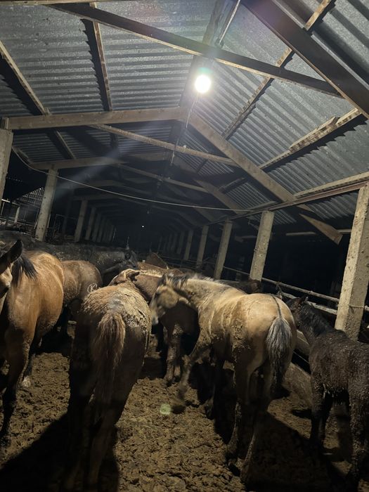 Қымыз шұбат ет сүт өнімдері