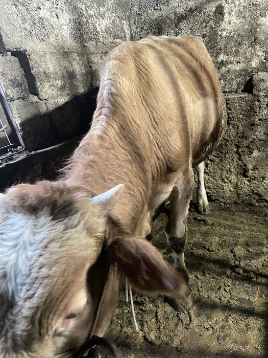 Buqa sotilad srochna