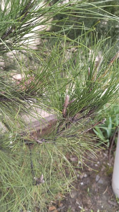 Сосна не молодая