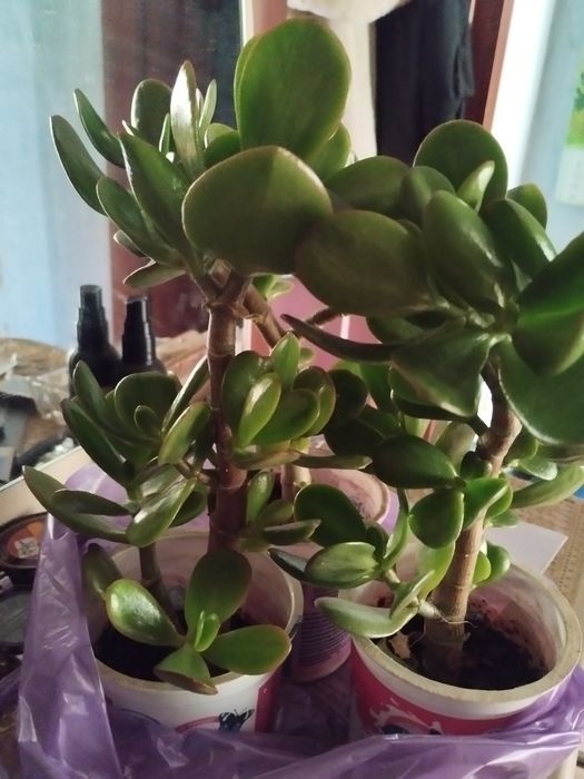 Продам  женское счастье