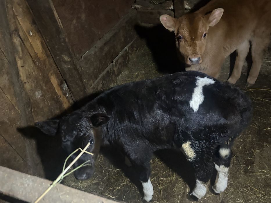 Продам бычков месячные!