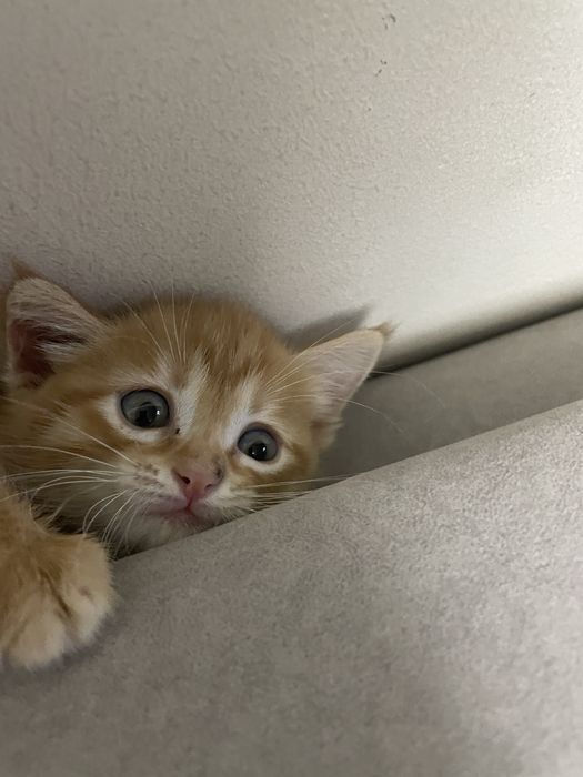 Срочно отдам котенка девочка 2 мес