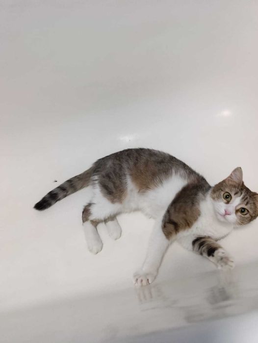 Отдаю кошку стерилизованная