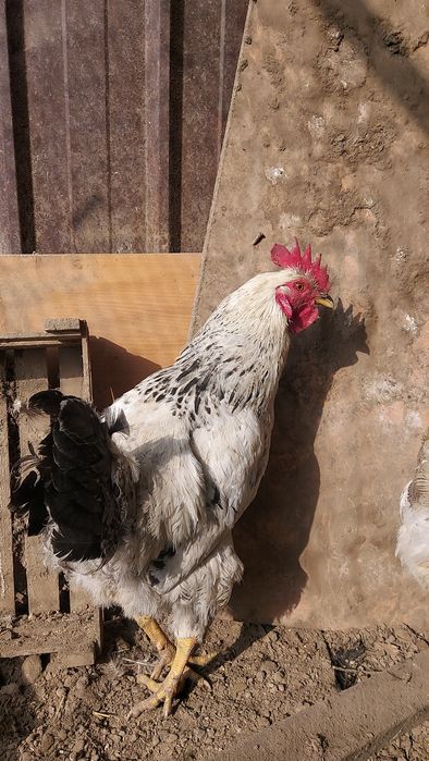 Продам петушка молодого