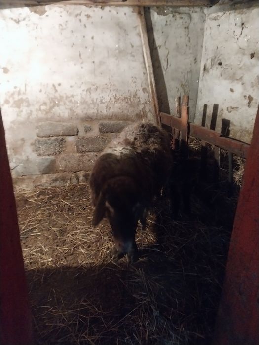 Кой козысымен кой