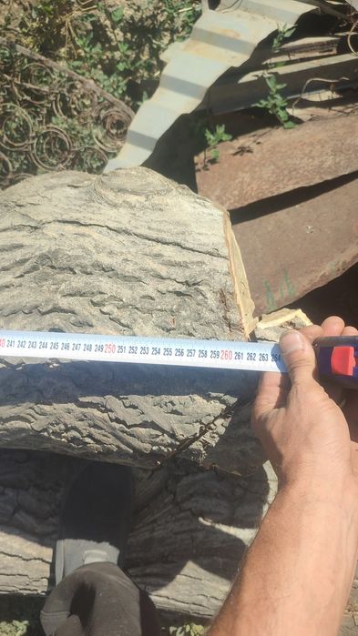 Стволы грецкого ореха