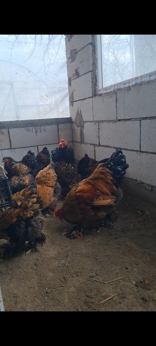 Oua brahma gold lanced