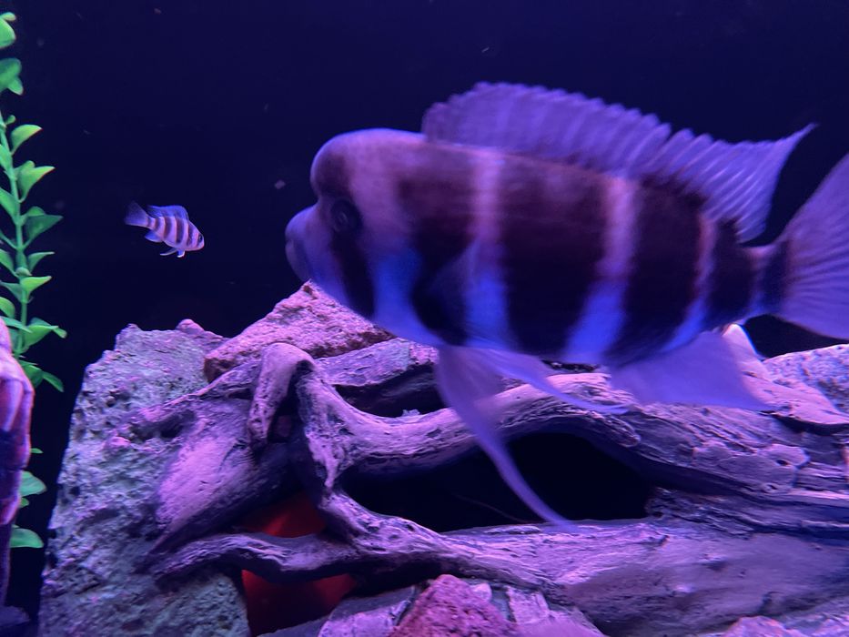 Фронтоза пара рыбки