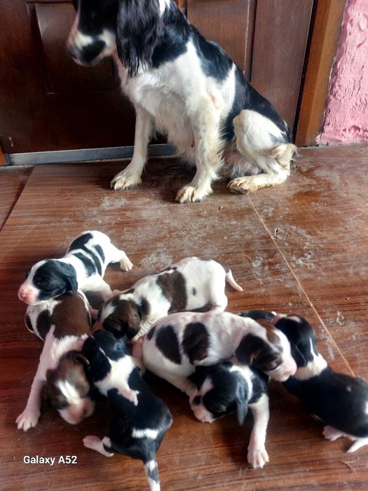 Продам русский спаниель