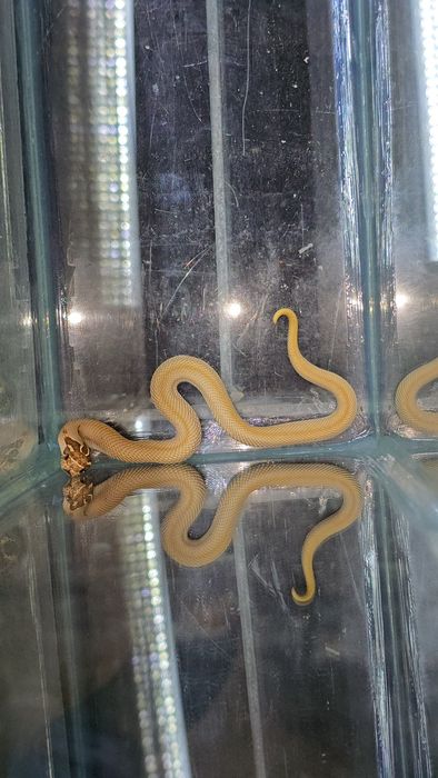 Свиноносый уж Hognose snake