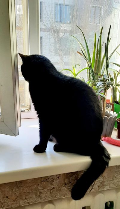 Отдам котика бесплатно