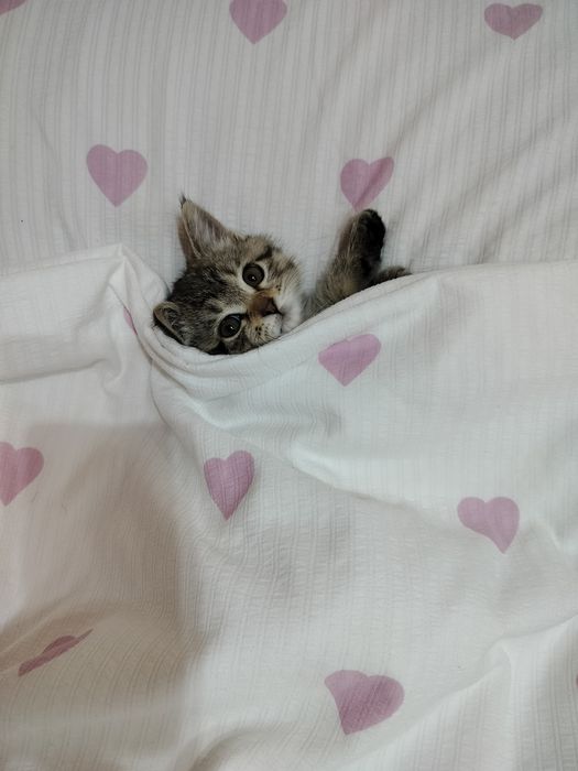 Отдам в добрые руки кошку