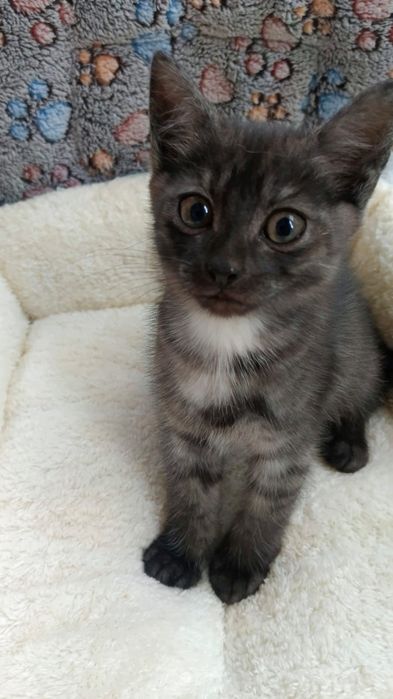 Отдам котят. Бесплатно