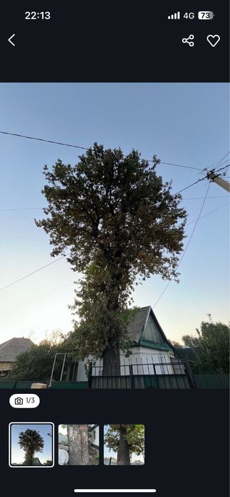 Продаем дуб для мебели!