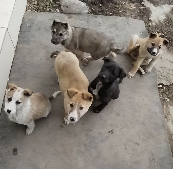 Отдам щенят бесплатно