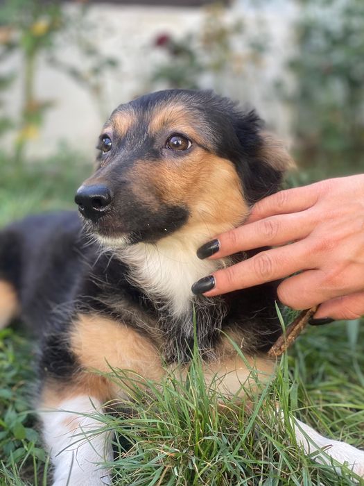 Щенки в добрые руки