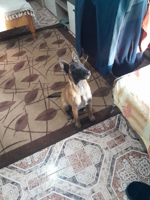 Белгийска овчарка малинуа