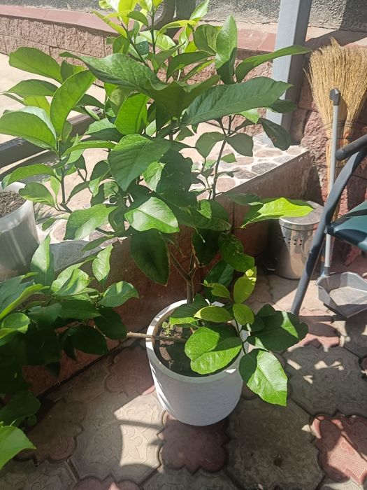 Продам лимоны в горшках