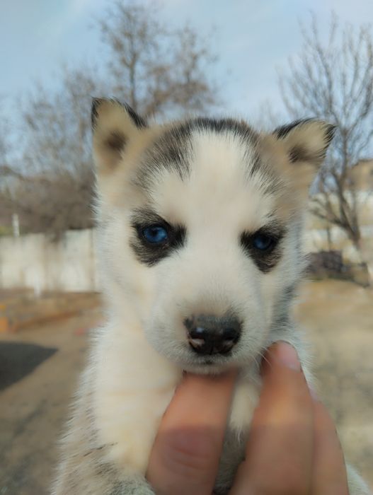 Щенки Сибирской хаски