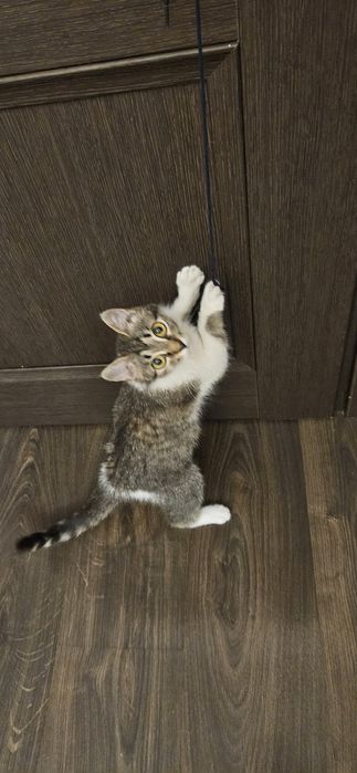 Котёнок Девочка в дар!