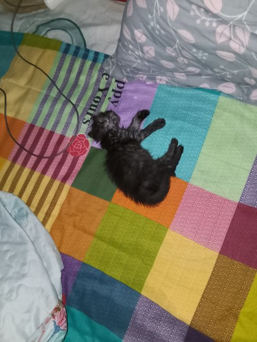 Отдам даром кошку