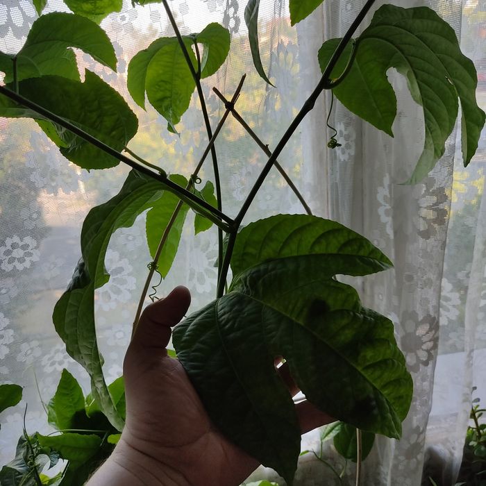 Продается Пассифлора