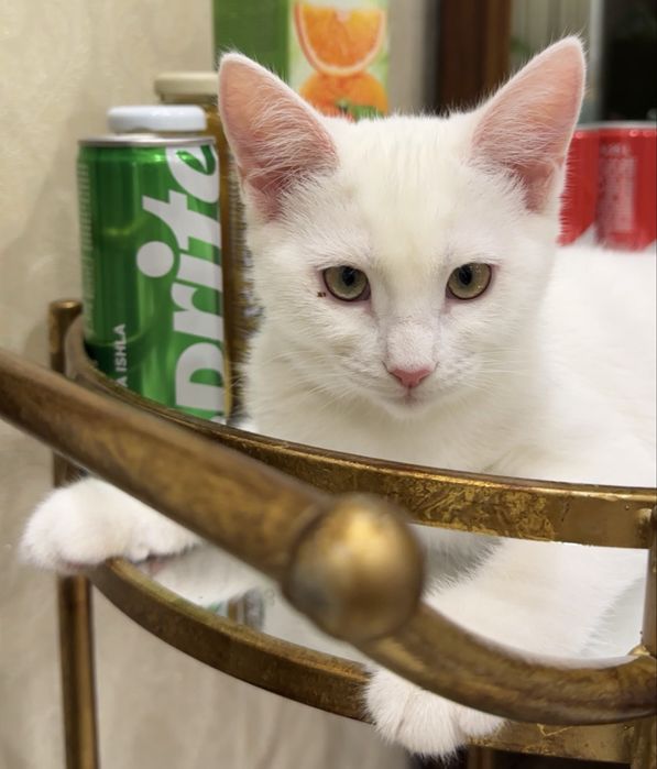 отдам в хорошие руки кот 3,5 месец