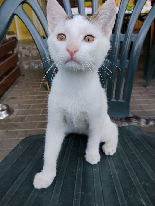 Donez doi pui de pisica maidaneza