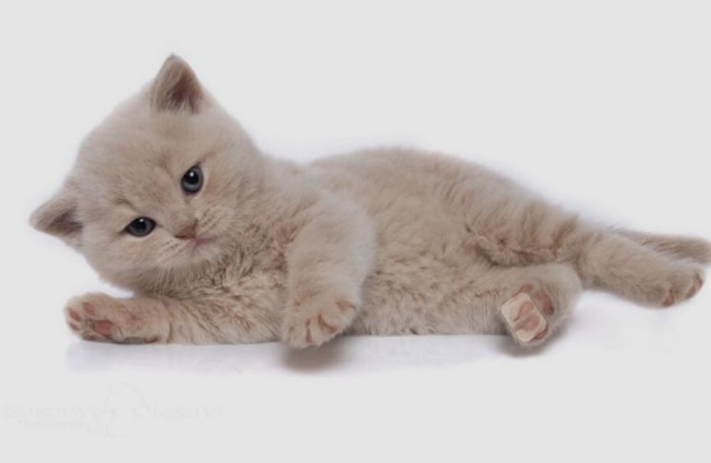 Скотиш страйт мальчик от правильной вязки