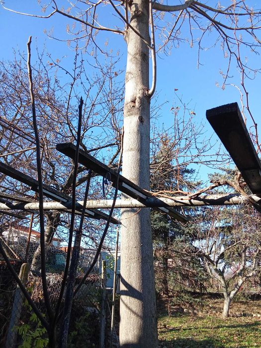 продавам дърво пауловния