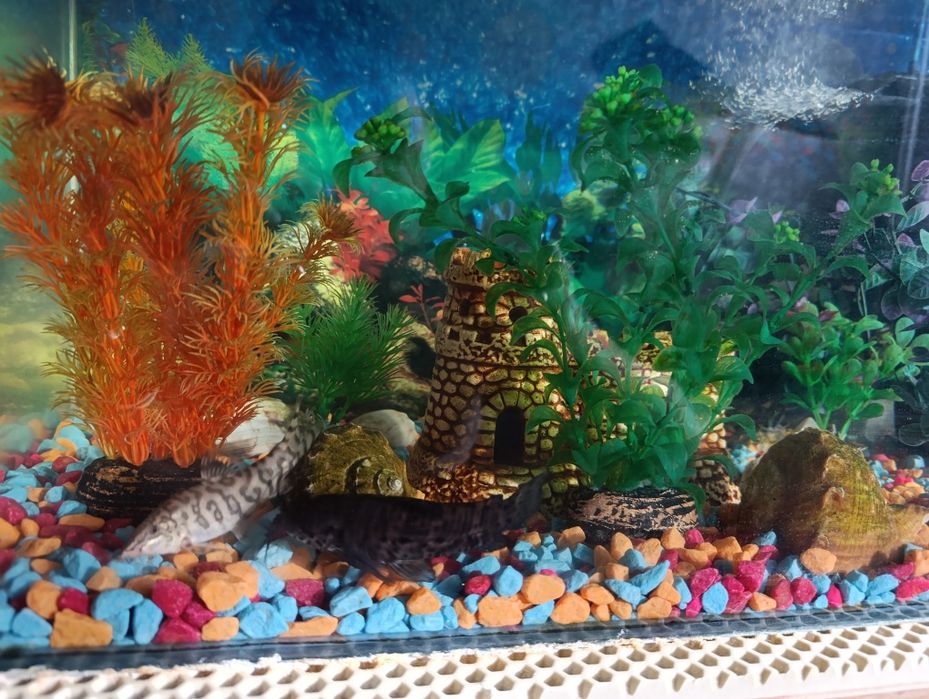 Аквариум со всем содержимым