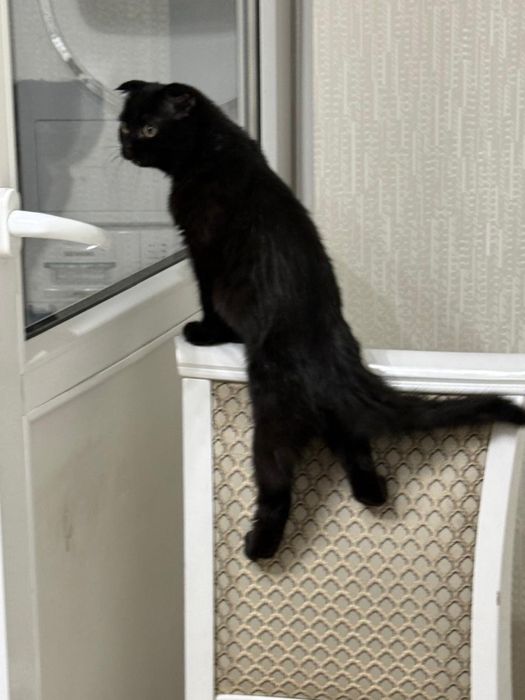 котенок скотиш фолд