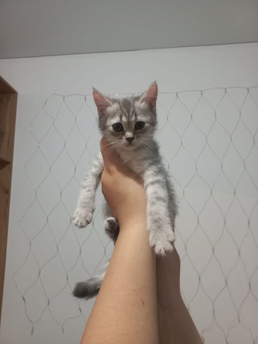 шотландские котята