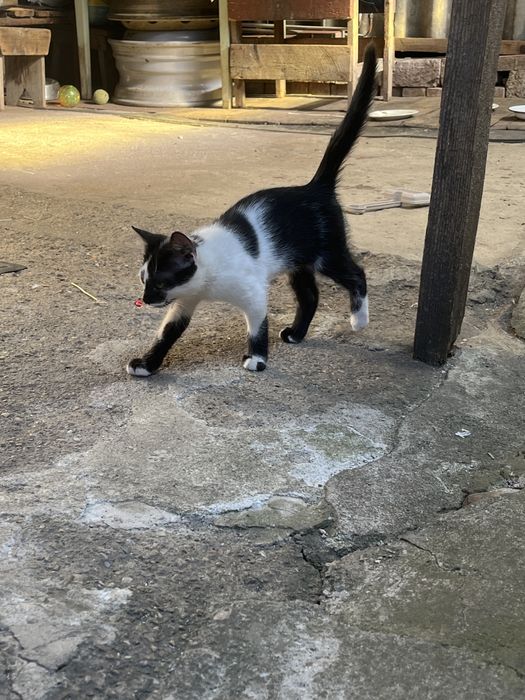 Donez pui de pisica
