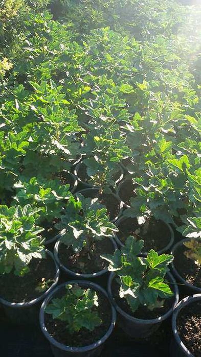 Касис - Френско грозде