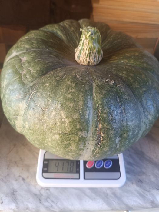 Продам тыквы большие