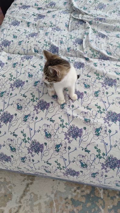 Отдам в добрые руки кошечку
