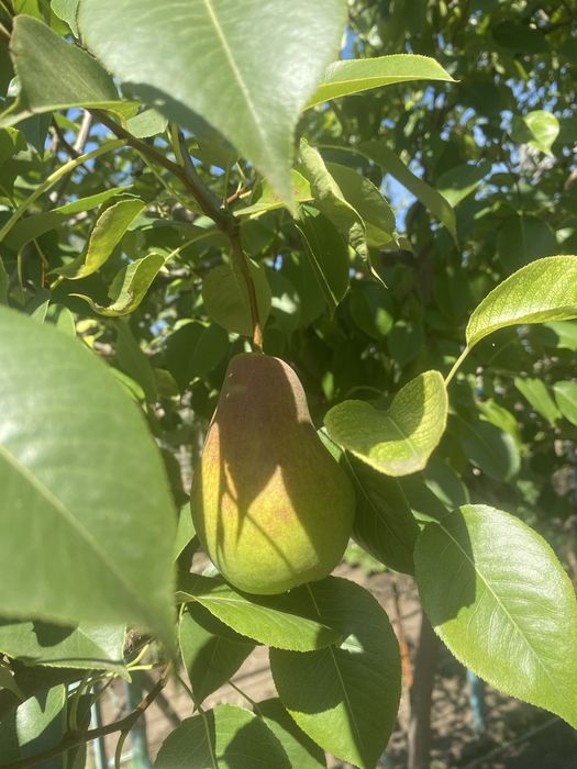 Продам дачу с домиком