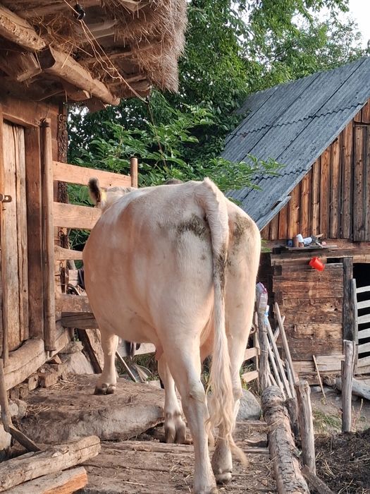 Vaca cu vitel belgian