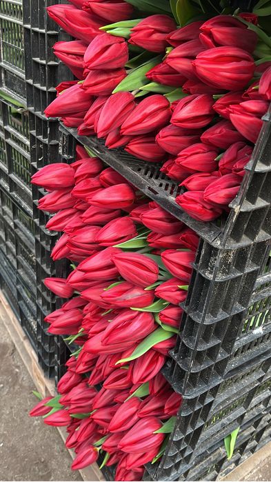 Беларусь тюльпаны премиум качество