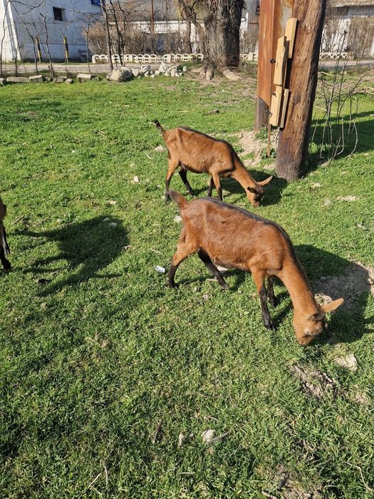Vând  capre alpine franceze sau schimb pe vitei