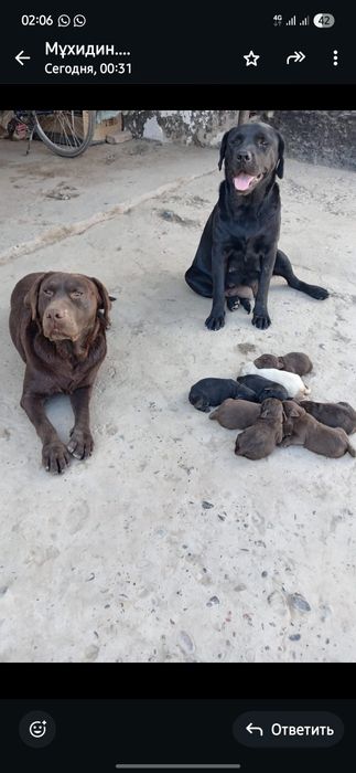 Ит сатылады породи