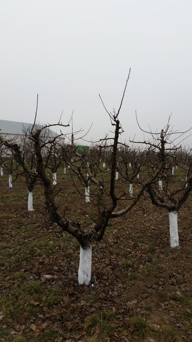 curatare-toaletare a pomilor fructiferi, vita de vie, arbusti, garduri