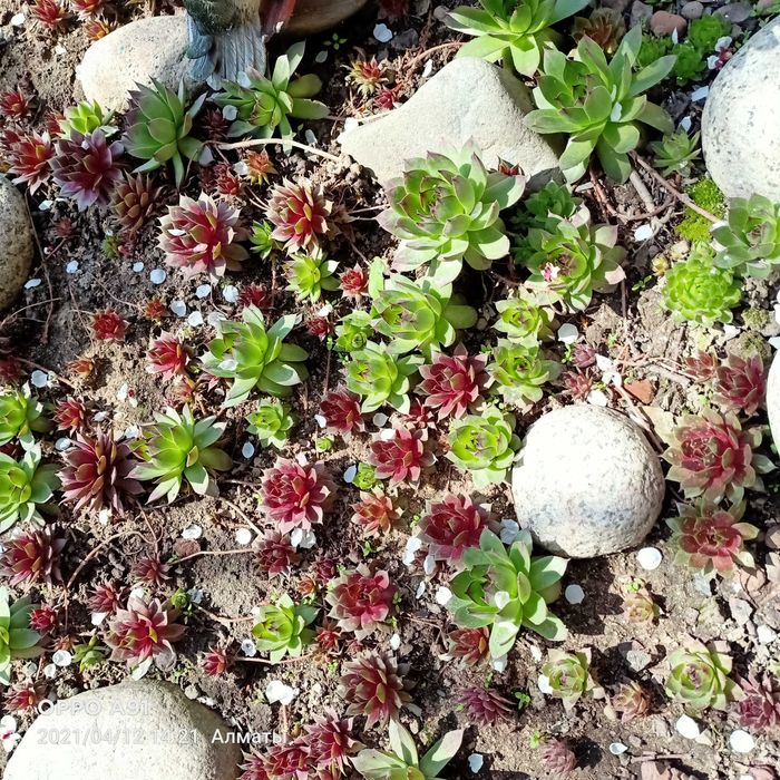 Цветы"каменная роза"