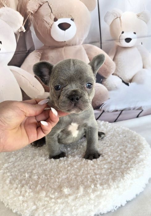 Френски бурдог елитна кръвна линия