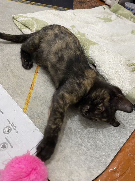 Котенок даром очень милый