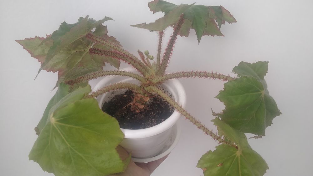 Продам комнатные цветы