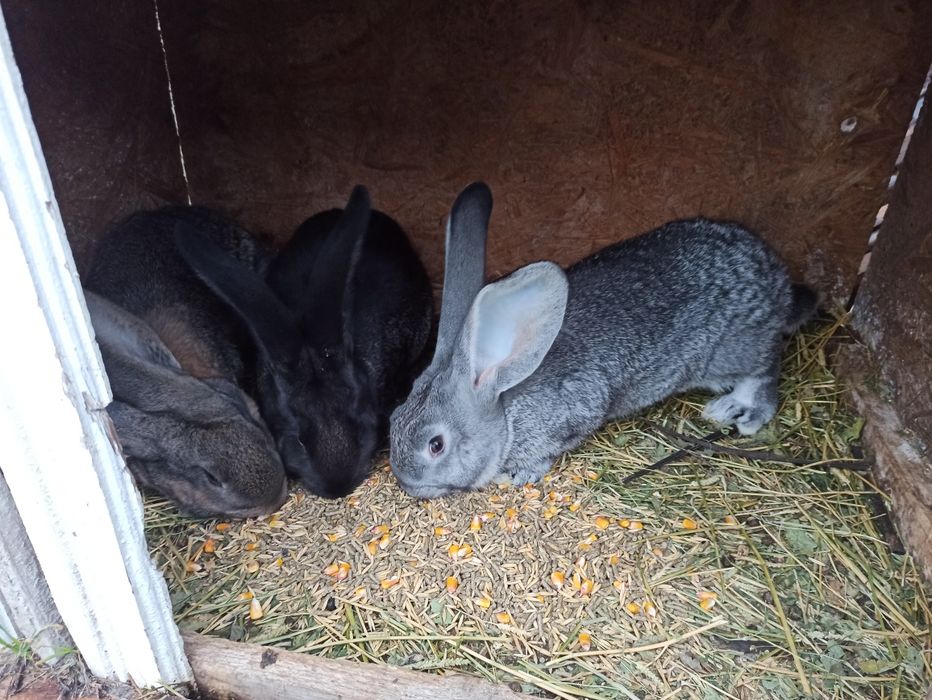 Iepuri uriaș german