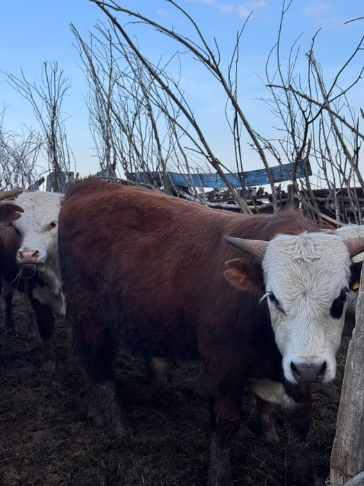 Бұқа быки бычки бұқашық тұқымдыққа