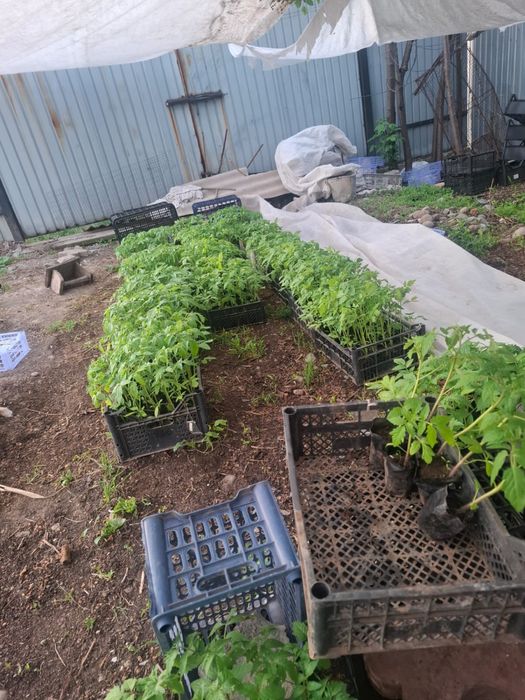 Продаем россаду